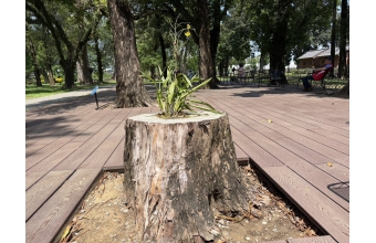 百年羅漢松再生、延續百年的陪伴